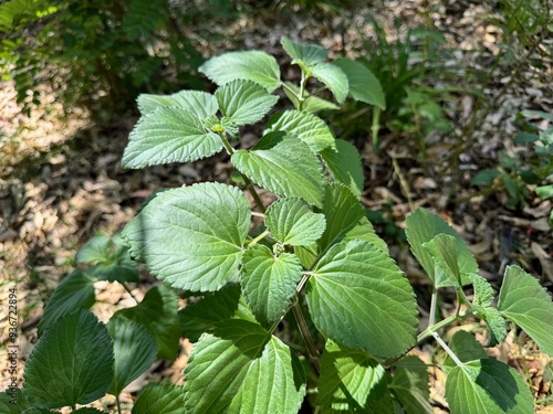 Ocimum gratissimum - clove basil.Tree basil, Clove basil, Shrubby basil.
 photo