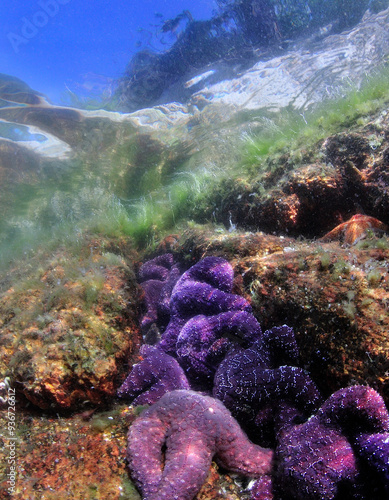 Seastars