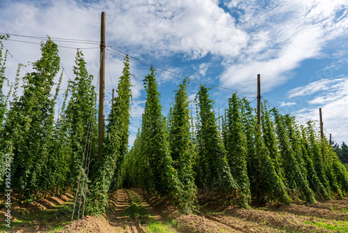 Bavarian green hops field grown up with a cone construction  photo