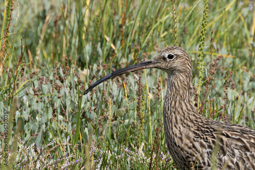 Curlew (Numenius arquata) in Bull Island, Clontarf, Dublin, Ireland photo