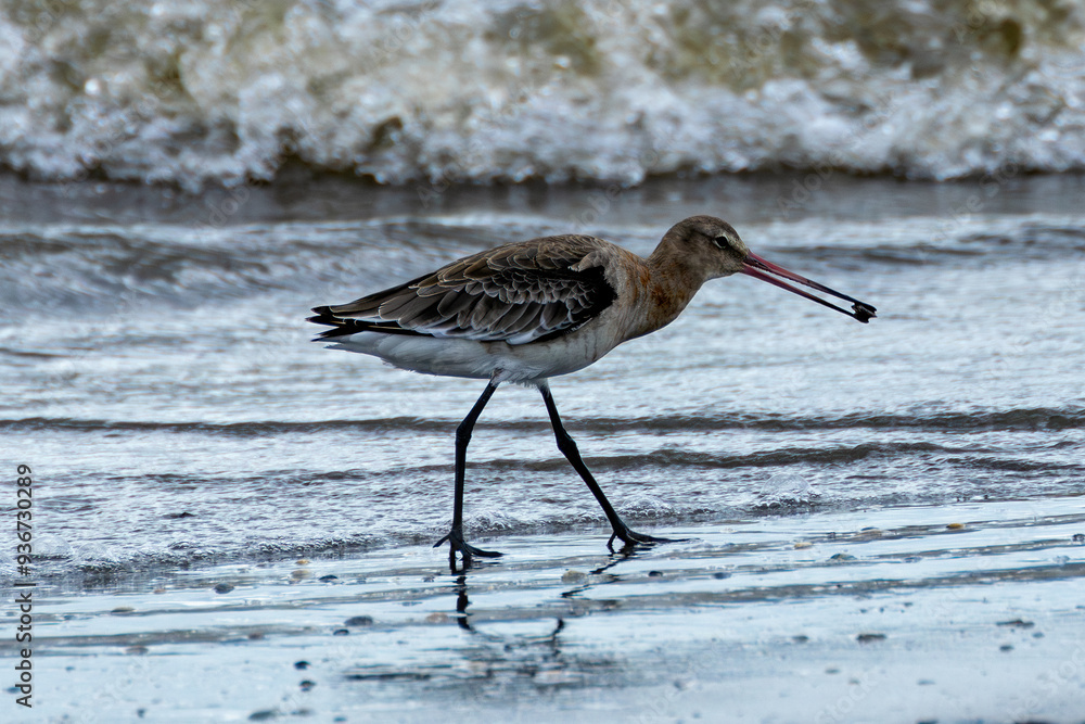 Black-tailed Godwit (Limosa limosa) on Bull Island Beach, Dublin, Ireland Black-tailed Godwit (Limosa limosa) on Bull Island Beach, Dublin, Ireland