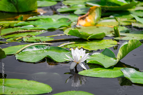 Waterlilies in the Danube Delta photo