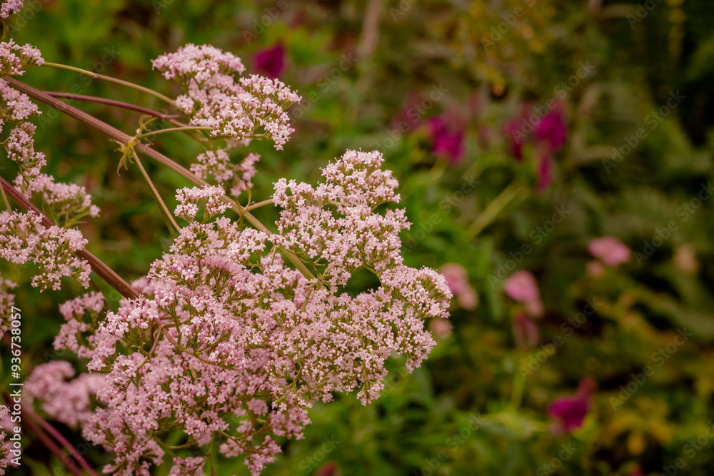 Photo of growing flowes in the garden Photo of growing flowes in the garden