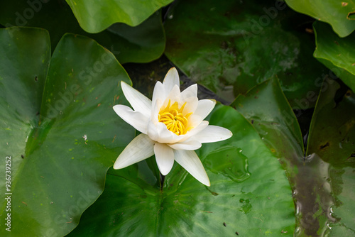 white water lily photo