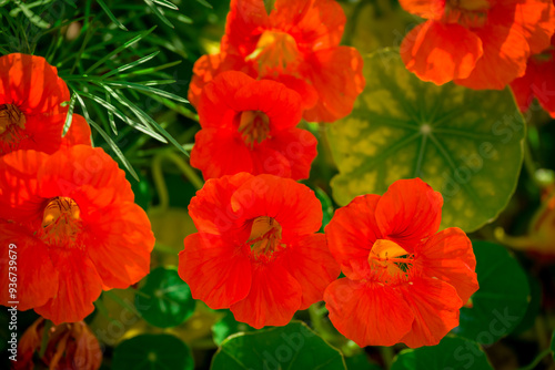  Photo of growing flowers in the garden