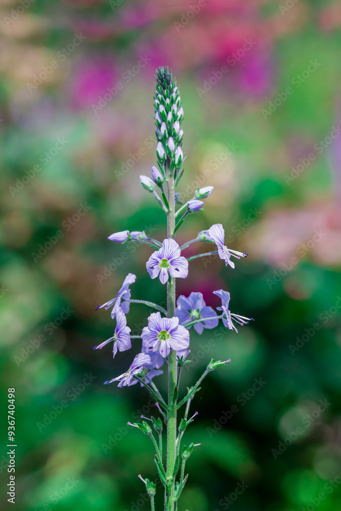 Photo of growing thisle flowers in the garden Photo of growing thisle flowers in the garden