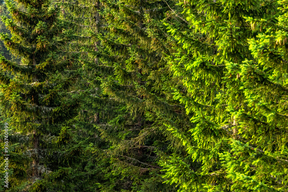 Dense forest of lush green pine trees with vibrant branches illuminated by natural sunlight Dense forest of lush green pine trees with vibrant branches illuminated by natural sunlight