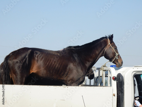 Thouroughbred horses in the back of a lorry in Turkmenistan photo