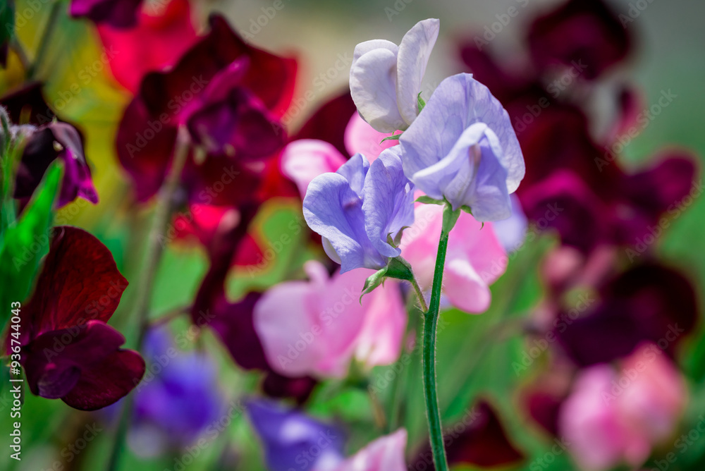Photo of growing flowers in the garden Photo of growing flowers in the garden