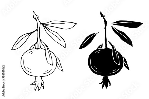 Set of linear sketches, silhouettes of pomegranate branches with fruits. Vector graphics.