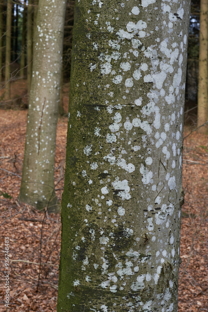 Trees, trunk moss and forest in nature with wood, natural growth and ecosystem in countryside. Woods, ecology environment and background with grass, leaves and sustainability adventure and travel Trees, trunk moss and forest in nature with wood, natural growth and ecosystem in countryside. Woods, ecology environment and background with grass, leaves and sustainability adventure and travel