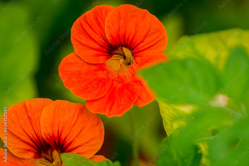    Photo of growing   flowers in the garden