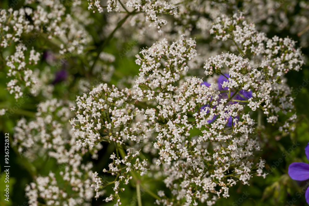 Photo of growing thisle flowers in the garden Photo of growing thisle flowers in the garden