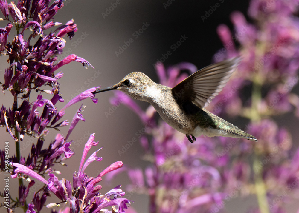 hummingbird in flight