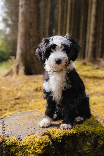 Tibetan Terrier puppy sitting on tree stump in woodlands