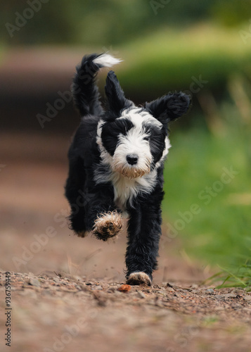 Tibetan Terrier puppy running in woodlands