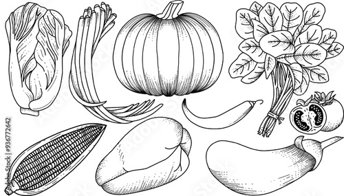 hand drawing vagatebles pattern : cabbage, long beans, spinach, tomatoes, pumpkin, chilies, eggplant, chayote, corn line art outline easy to edite