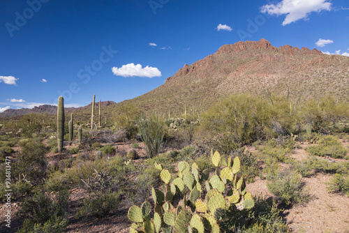 Saguaro National Park, Arizona photo