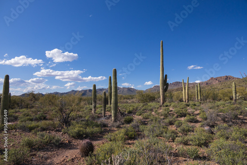 Saguaro National Park, Arizona photo