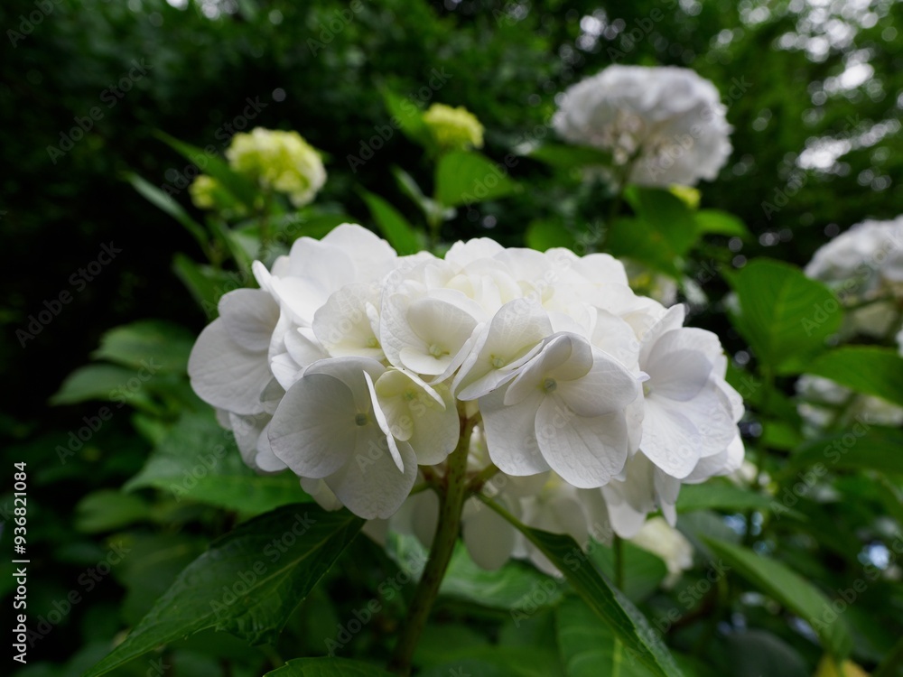紫陽花 紫陽花