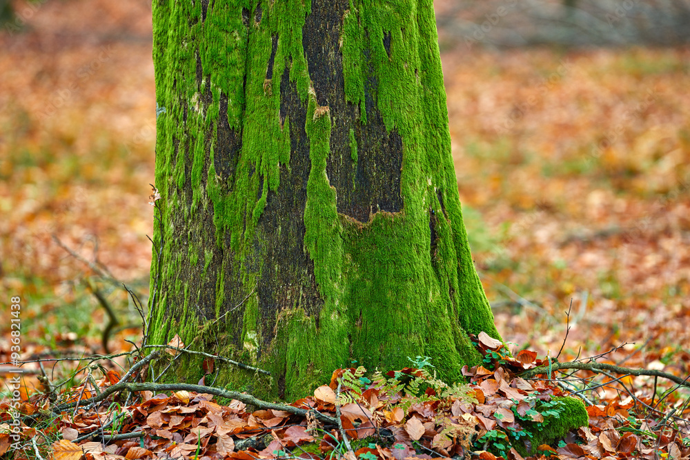 Forest, moss and trunk of tree on ground with outdoor environment for countryside sustainability. Green, landscape and autumn woods on calm morning with conservation, ecology and lush natural park Forest, moss and trunk of tree on ground with outdoor environment for countryside sustainability. Green, landscape and autumn woods on calm morning with conservation, ecology and lush natural park