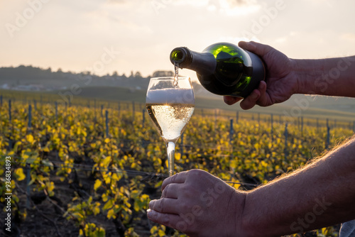 Tasting of grand cru sparkling brut white wine champagne on sunny vineyards of Cote des Blancs in village Cramant, Champagne, France, pouring of wine