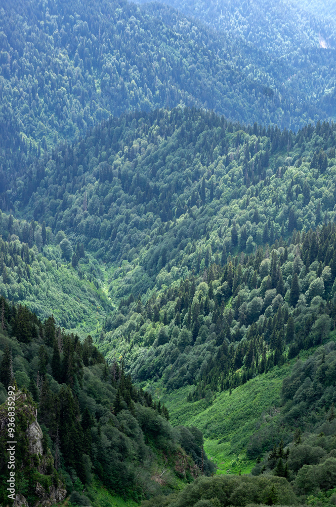 Fototapeta premium Closeup view of mountains covered in green fir trees.