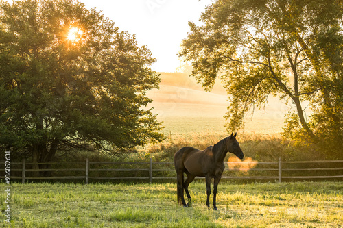 A brown horse with steaming breath, standing in a pasture with tress at sunrise on a foggy morning. 