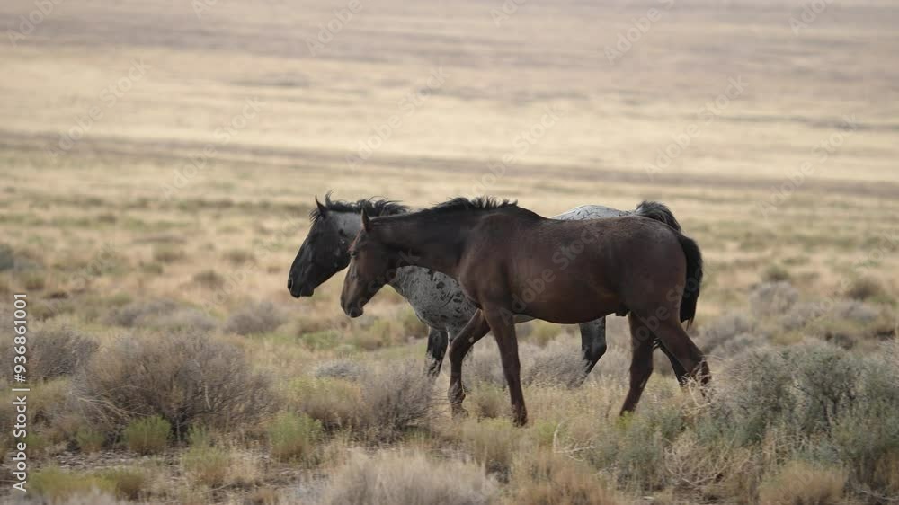 Wild horses running through the Utah desert moving in slow motion.