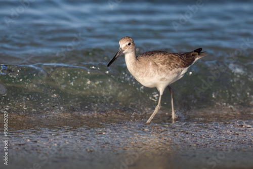 Willet Sandpiper on the beach photo