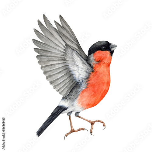 Flying bullfinch cute bird watercolor illustration. Hand drawn Pyrrhula pyrrhula bright Eurasian avian. Bullfinch bird with red breast element. Forest little fly songbird on white background photo