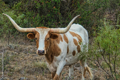 Texas Longhorn cattle Fort Griffin Texas