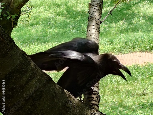 crow living lively in a garden