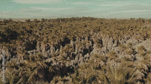 Nature's Blend: Palm Trees Rising in Southern California's Rural Farmlands