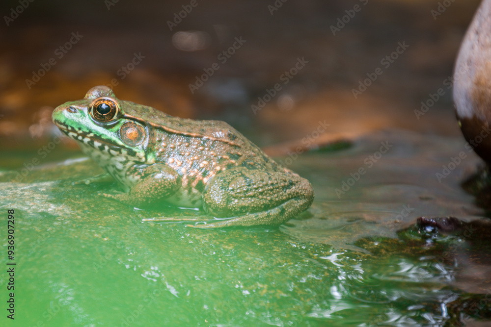 Obraz premium frog in the pond