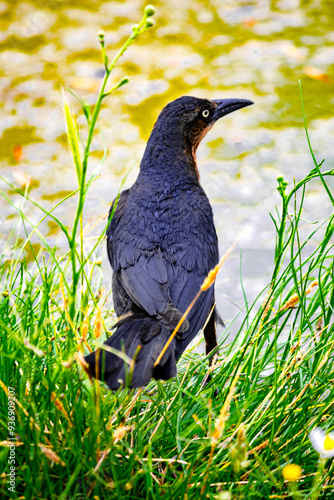 Black grackle on a pond and herbs photo