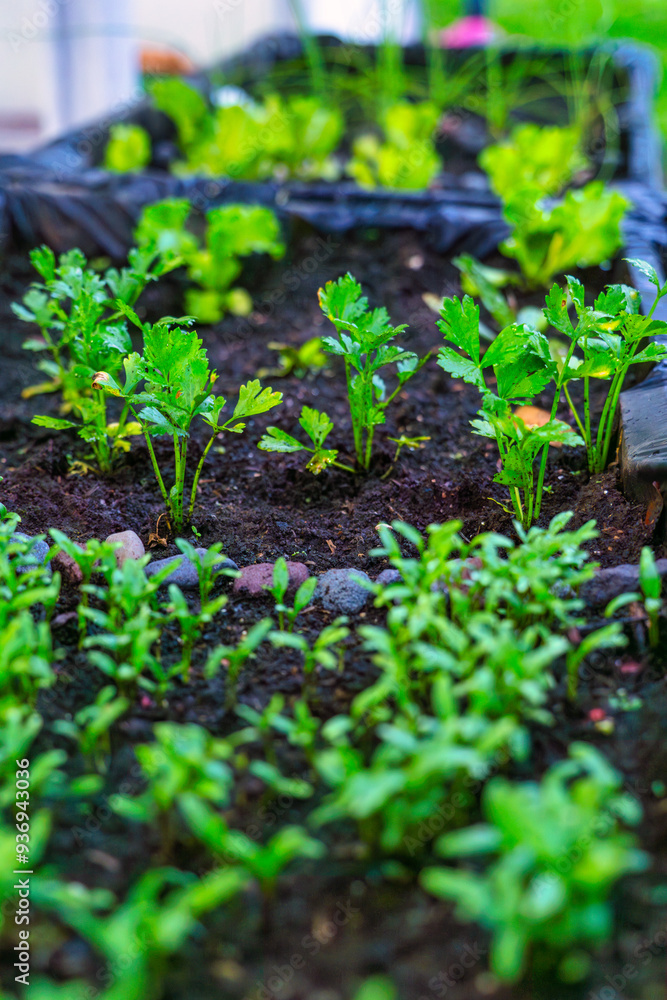 Young Green Plants Growing in a Garden Bed Young Green Plants Growing in a Garden Bed