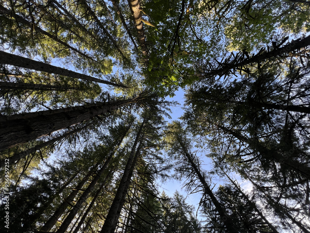 Fototapeta premium Trees In Oregon Forest