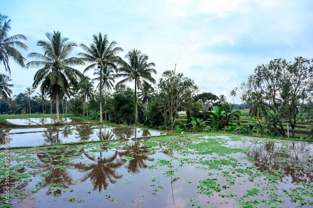 Obraz premium Landscape of agriculture in indonesian village with rice field and coconut trees under clear blue sky