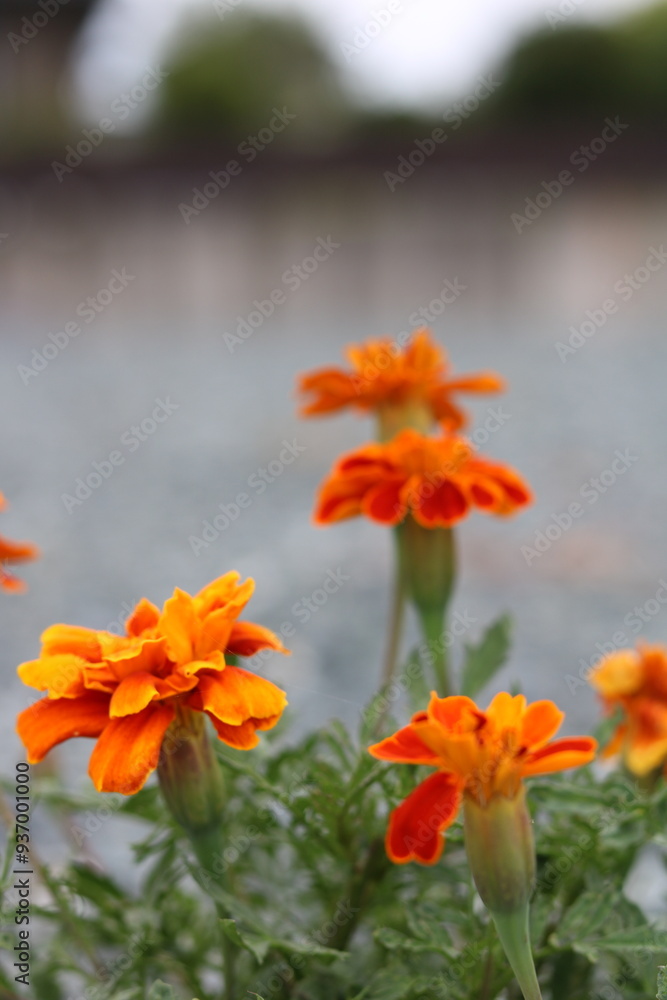 Bright orange flowers Bright orange flowers