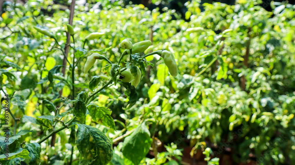 Chilli on the plant, home farming concept Chilli on the plant, home farming concept