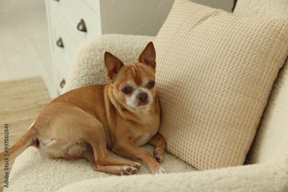 Cute Chihuahua dog lying on armchair at home Cute Chihuahua dog lying on armchair at home