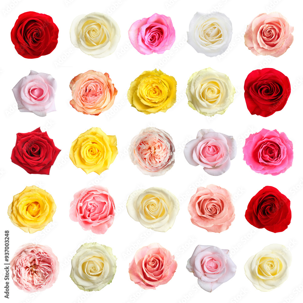 Many beautiful roses isolated on white, set Many beautiful roses isolated on white, set
