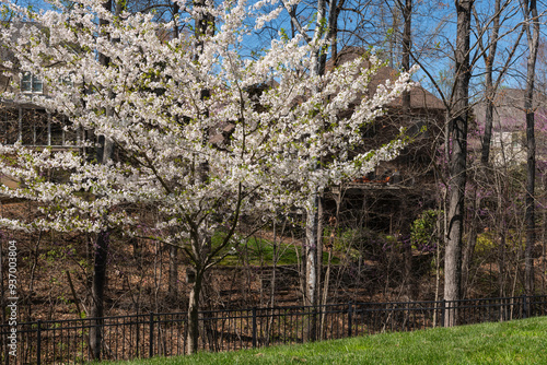 Spring in a suburb backyard with a lawn, privacy woods hiding mansions, and blue sky. Concept for neighborhood and property value or real estate ownership.