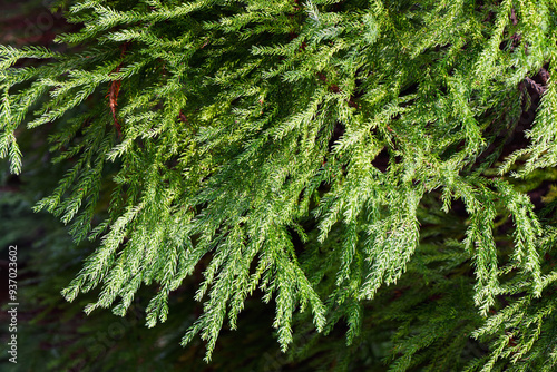 美しい緑の杉の葉01