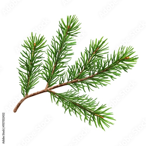 Photo of Fir Branch on White Background