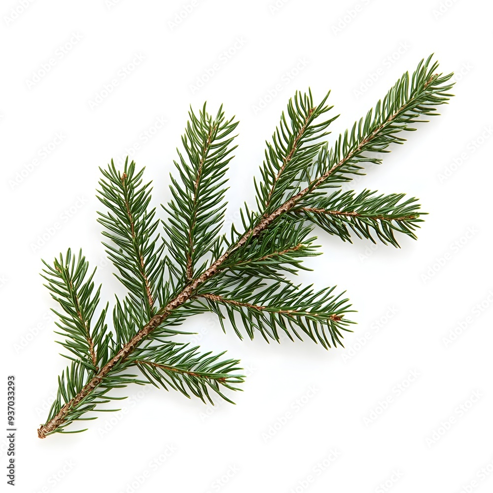 Photograph of Isolated Fir Branch on White Background Photograph of Isolated Fir Branch on White Background