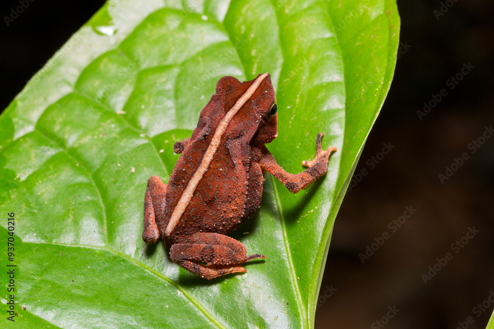 Naklejka premium Small Frog on Leaf in Amazon Rainforest