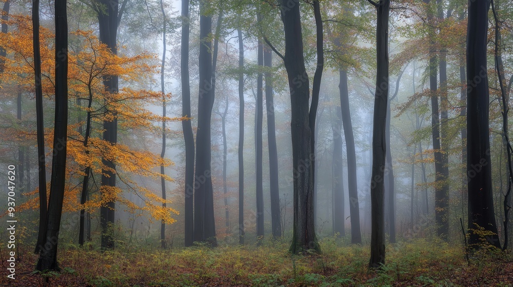 Misty autumn morning in a dense forest, with tall trees fading into the fog and a sense of stillness. Misty autumn morning in a dense forest, with tall trees fading into the fog and a sense of stillness.