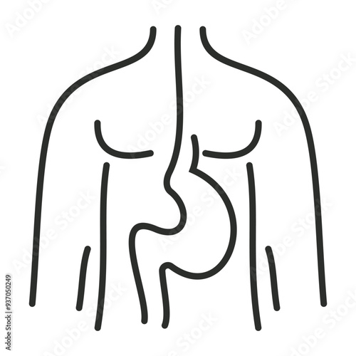 Physiology outline icon, showing anatomy outline icon, minimalist vector illustration and transparent graphic element. Isolated on white background